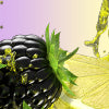 Blackberry Lemonade